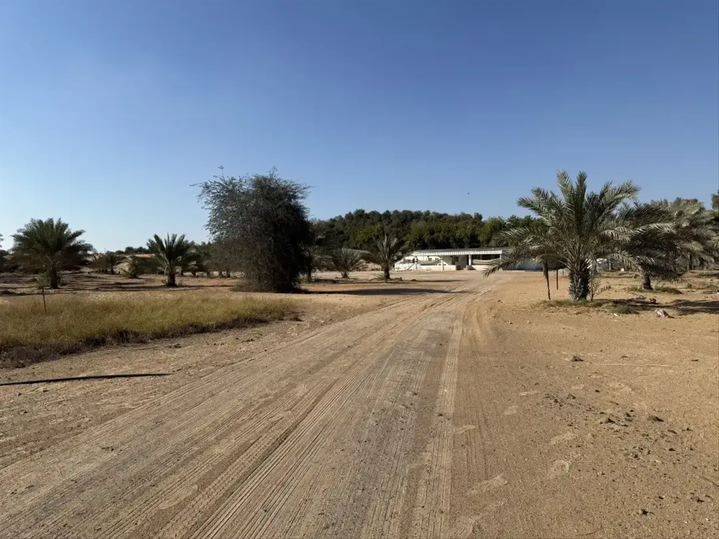 Al Zahia M